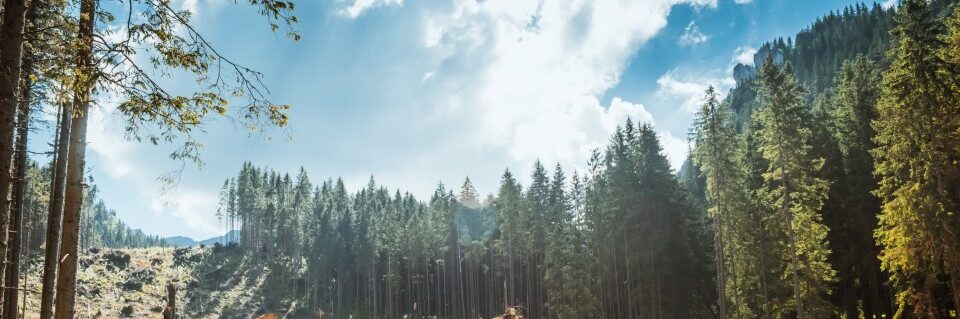 AdobeStock_186987371-960x640